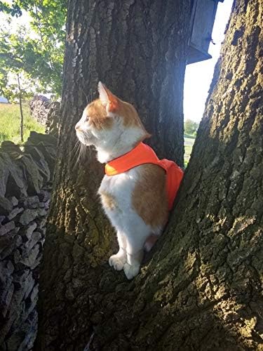 Mynwood Kedi Ceketi / Koşum Takımı 8 aya kadar Yüksek Viz Turuncu Yavru Kedi