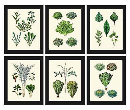 Otlar ve Baharatlar Botanik 6 Set Baskılar Antik Güzel Marul Salata Mix Biberiye Kekik Yeşil Mutfak Yemek Odası Ev Dekor Duvar