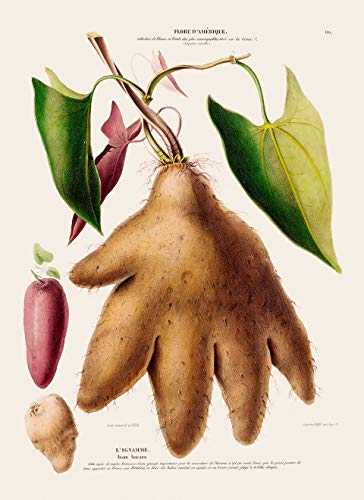 Tatlı Patates Yam Bitki Baskı-Flore D'AMERİQUE Eski Botanik Illüstrasyon Posteri